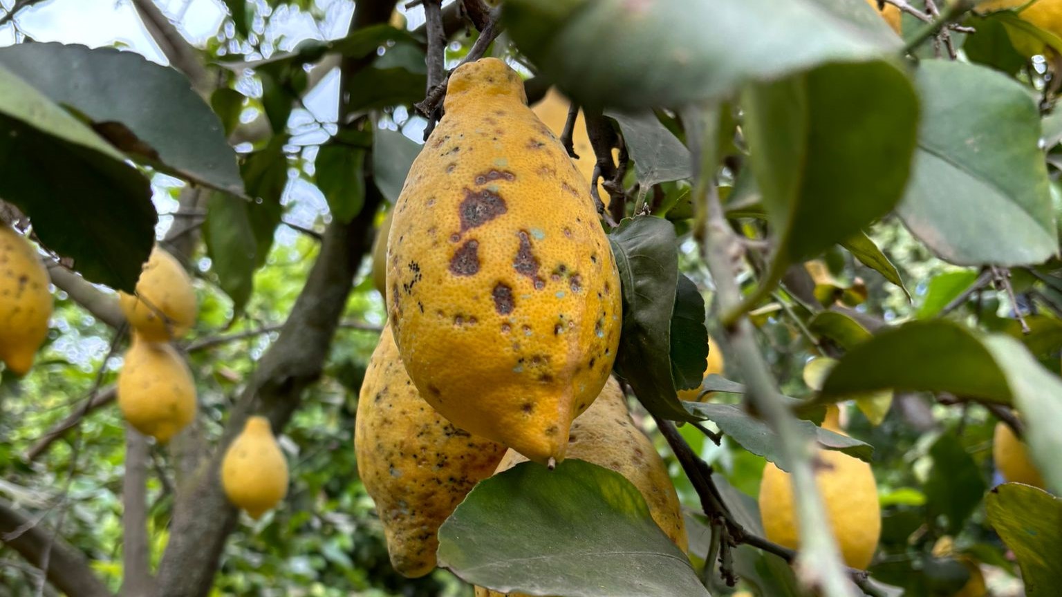 mancha negra cítricos tunez